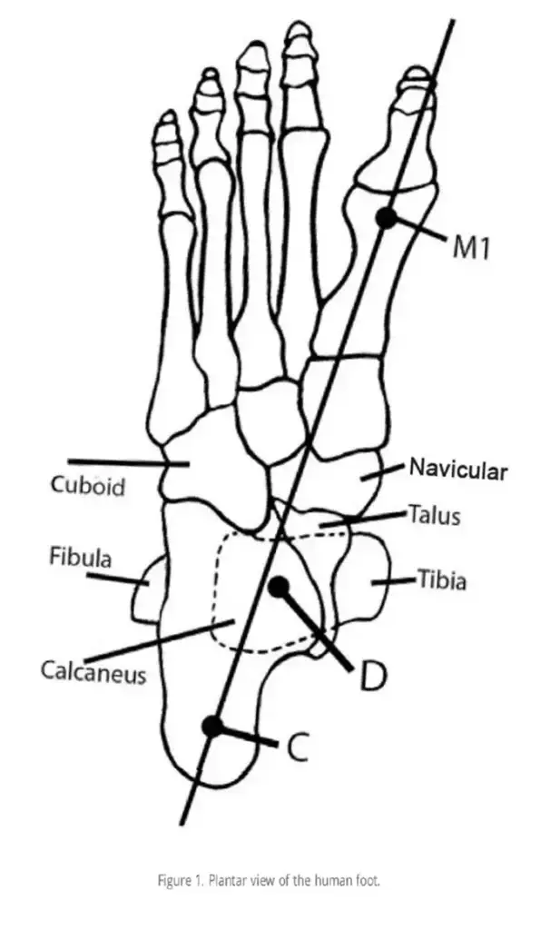 A diagram of foot bones